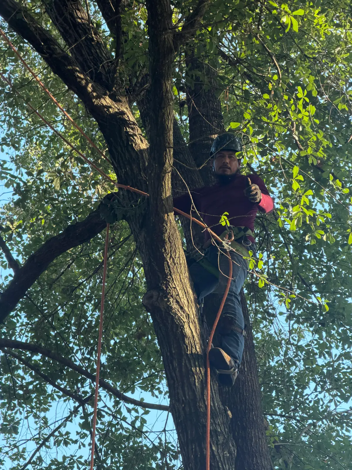 Professional climbing arborist