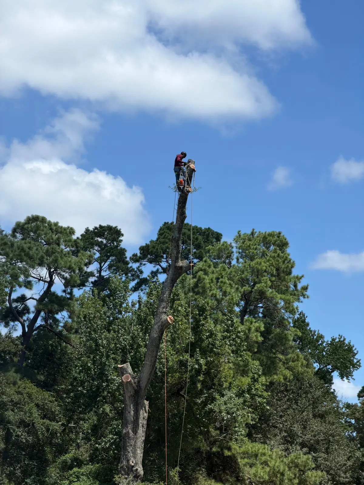 Hazardous & Emergency Tree Removal by Blossom Exteriors