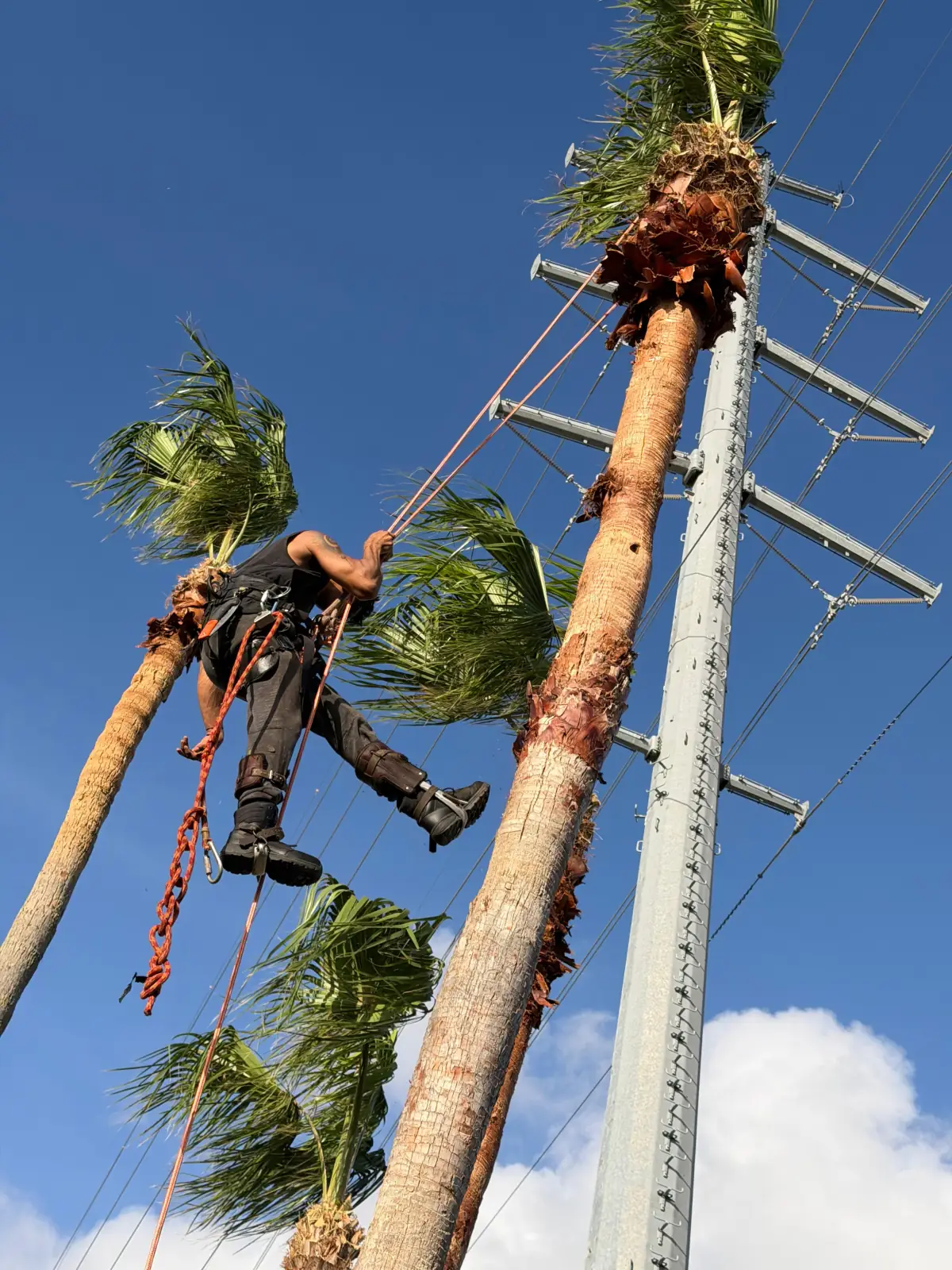 Palm Tree Trimming by Blossom Exteriors