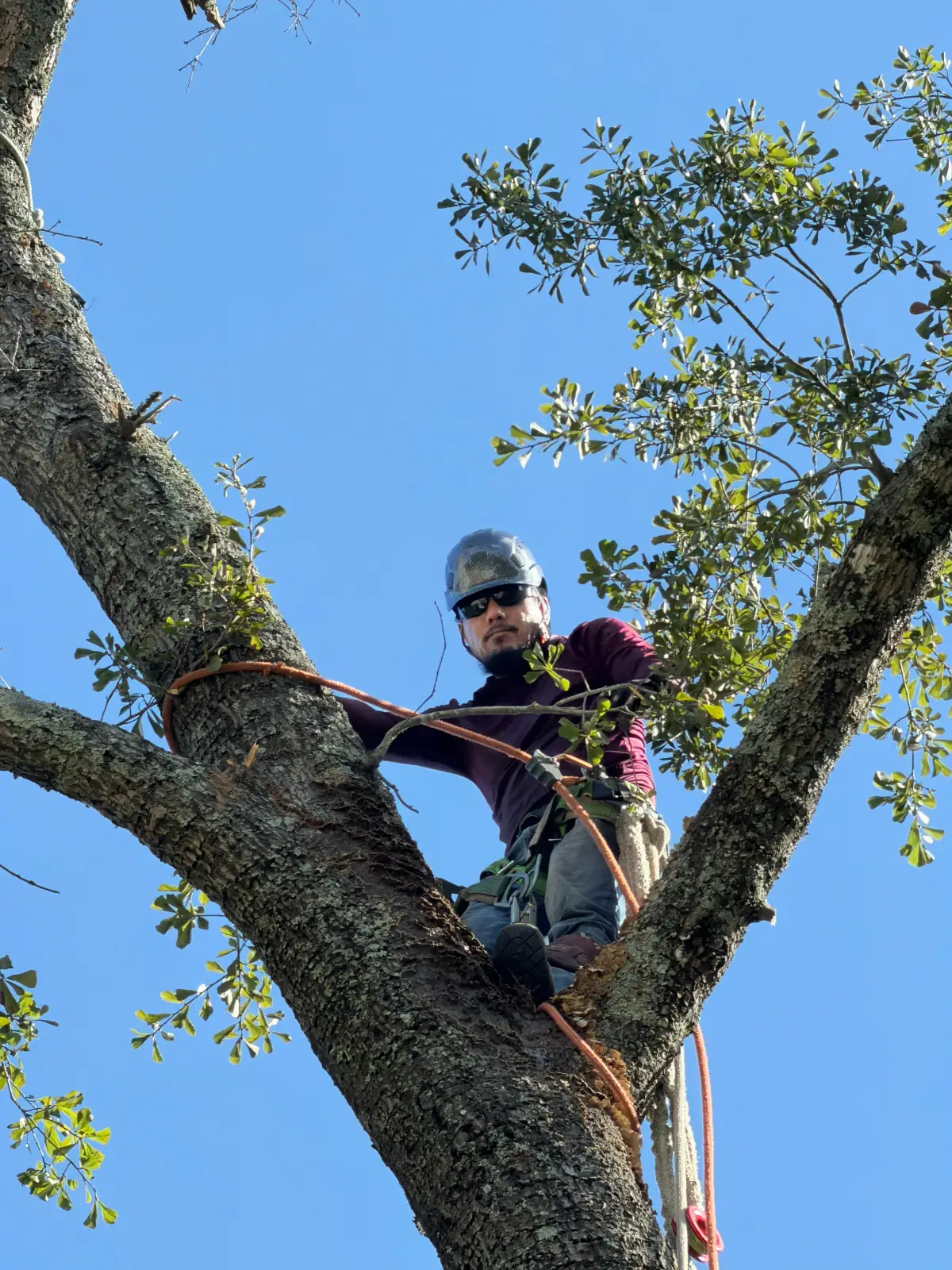 Tree Removal by Blossom Exteriors